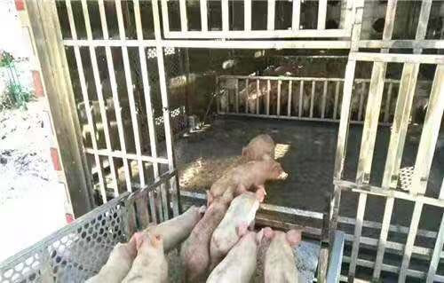 東風(fēng)多利卡D9雛禽運輸車圖片